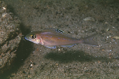 Xenotilapia spilopterus 'Kekese'